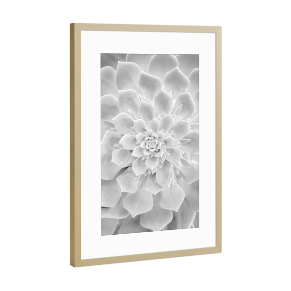 Poster mit Rahmen Gold "White Succulent" artboxONE - Floral - Sukkulente,Blume