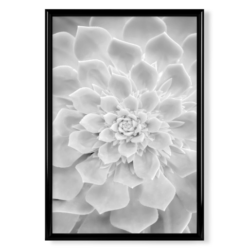 White Succulent