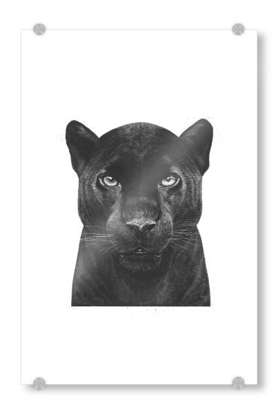 Acrylglasbild "Black Panther" artboxONE - Tiere,Schwarzweiß - Panther,Cat,Black panther