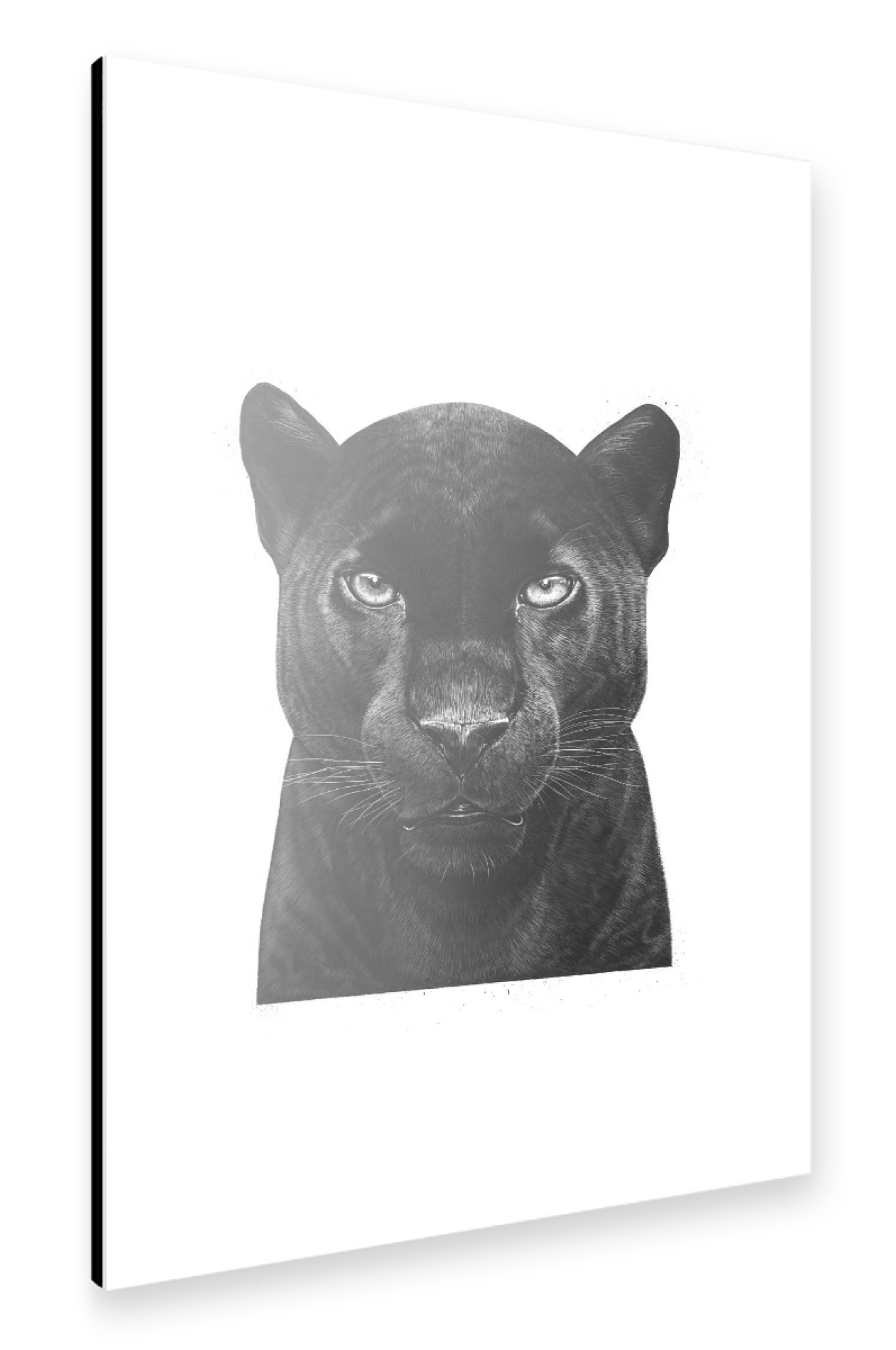 Alu-Dibond "Black Panther" 75x50 cm artboxONE