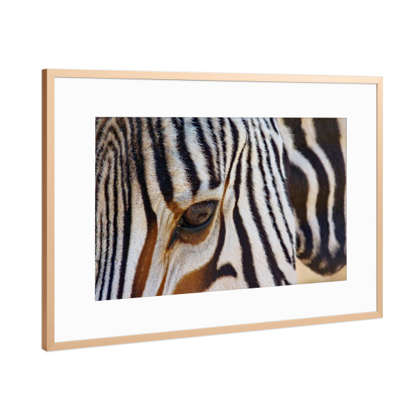 Poster mit Rahmen Kupfer "Zebra Spiegelung im Auge farbig" artboxONE - Tiere - Zebra