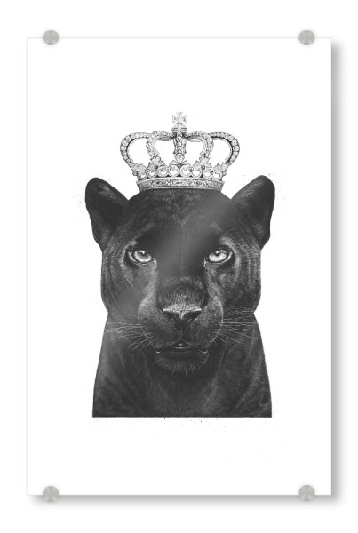 Acrylglasbild "The King Panther" artboxONE - Tiere,Schwarzweiß - Panther,Royal,King,Crown