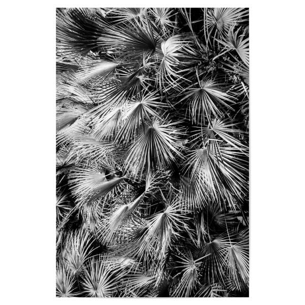 Poster "Among the Palm Leaves Two" artboxONE - Natur,Schwarzweiß - Palm,Leaves