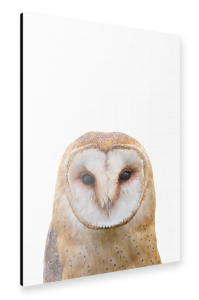 Alu-Dibond "Owl II (Color)" 30x20 cm artboxONE