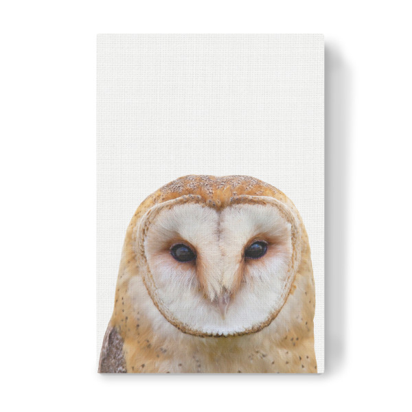 Leinwandbild "Owl II (Color)" artboxONE - Tiere - Owl,Animal,Portrait