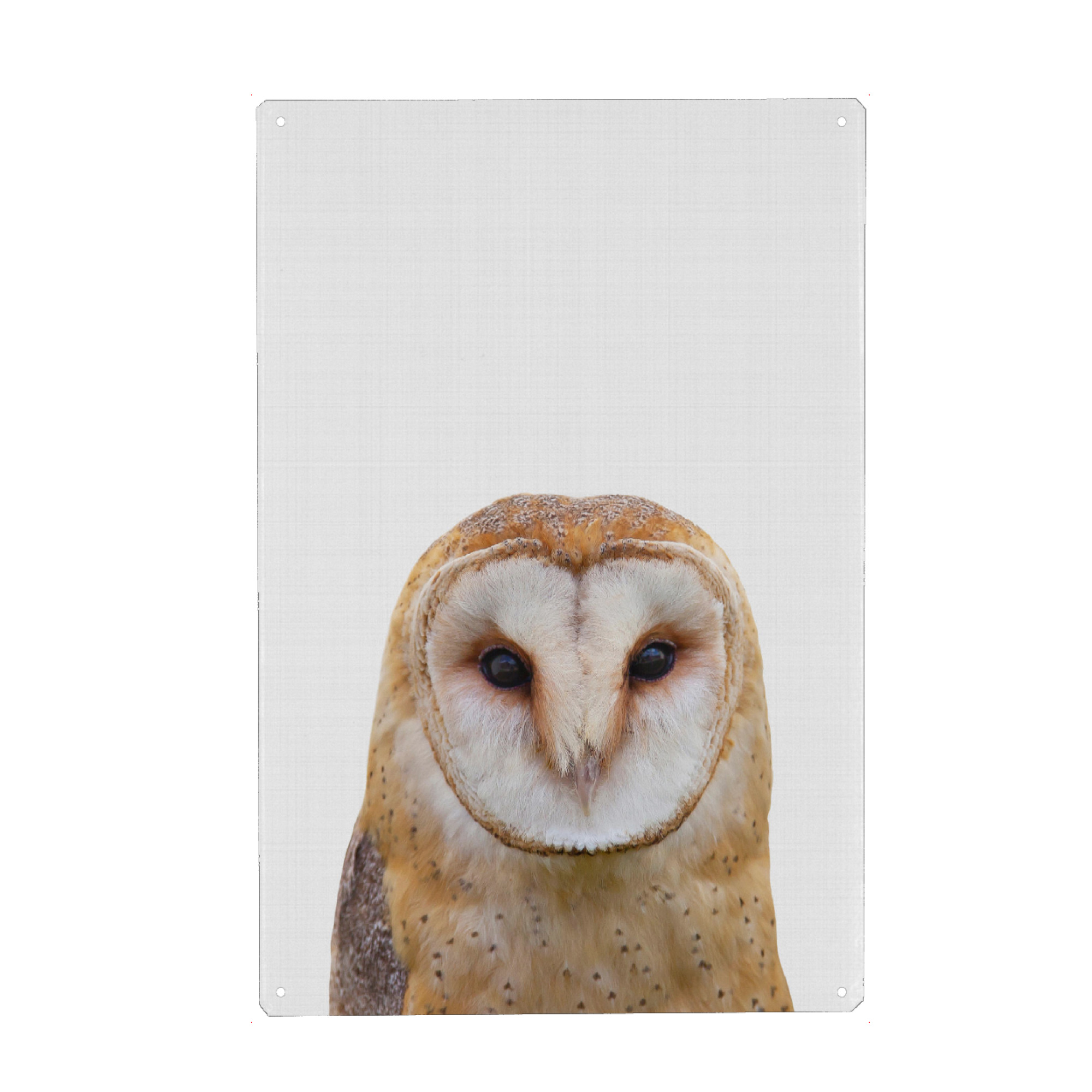 Metall Poster "Owl II (Color)" artboxONE - Tiere - Owl,Animal,Portrait - Blechschild