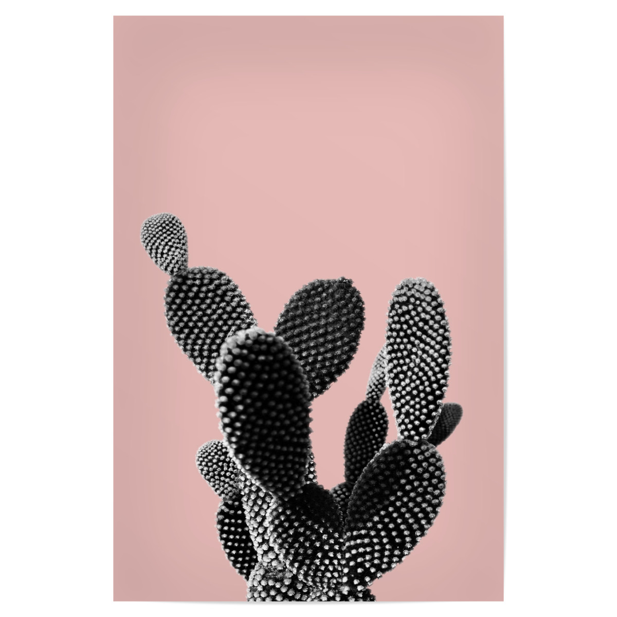 Cacti Collage Als Poster Bei Artboxone Kaufen