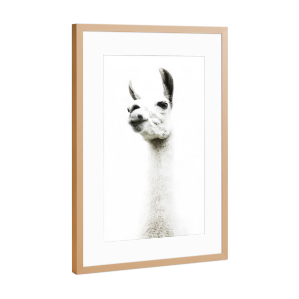 Poster mit Rahmen Kupfer "Llama Portrait" artboxONE - Tiere