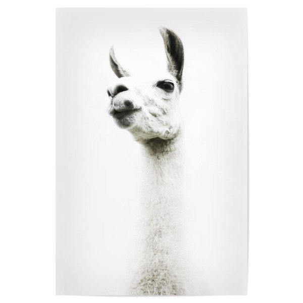 Poster 30x20 cm "Llama Portrait" artboxONE - Tiere