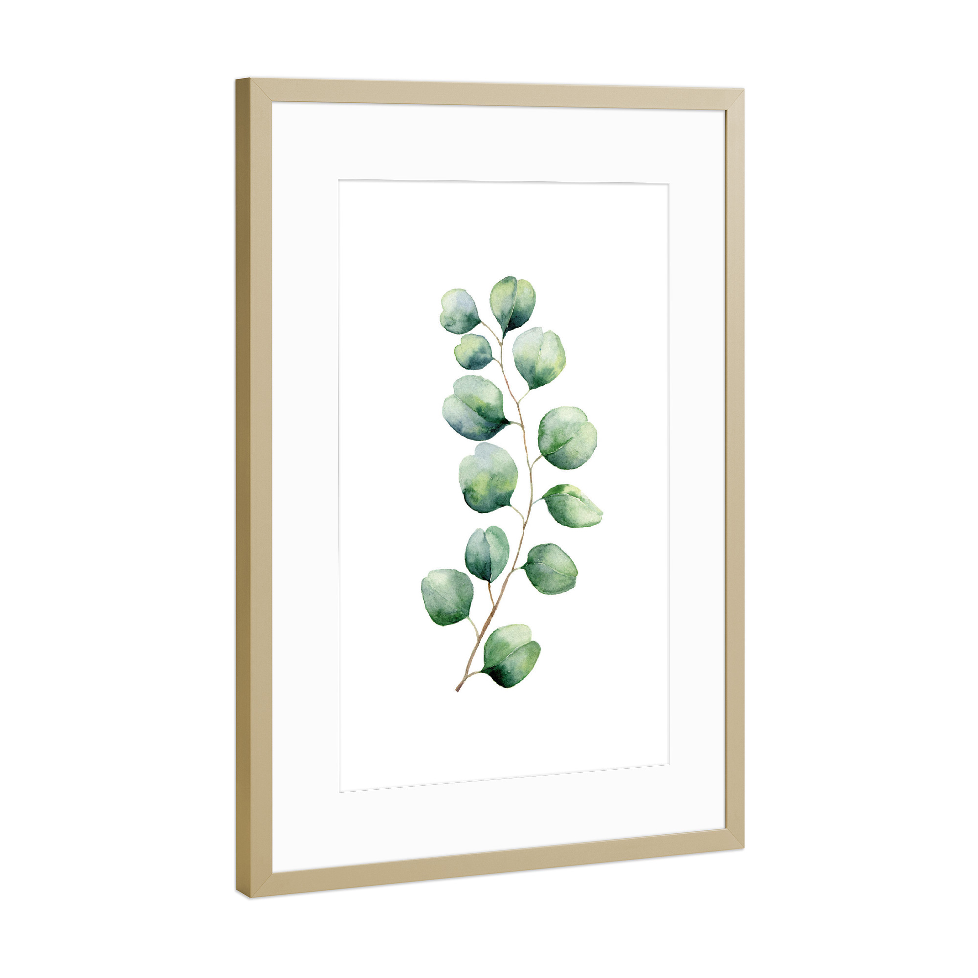 Poster mit Rahmen Gold "Eucalyptus Illustration" artboxONE - Floral - Eukalyptus,Zweig