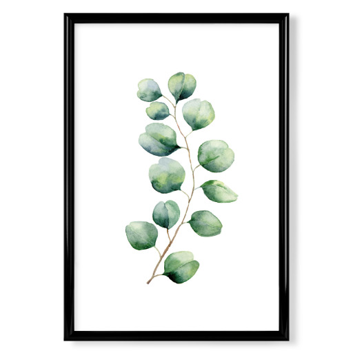Eucalyptus Illustration