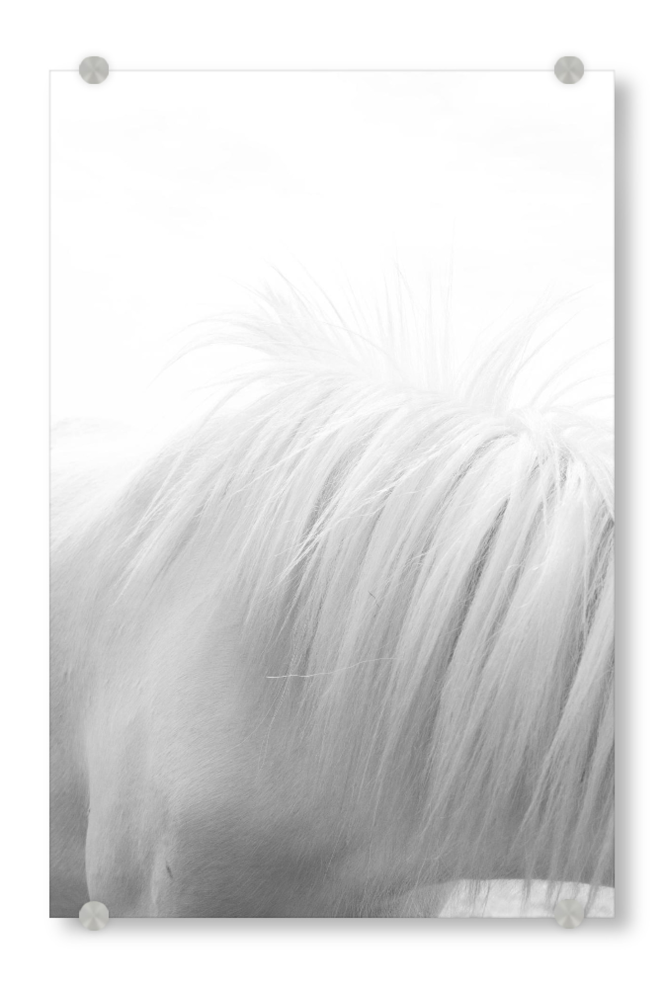 Acrylglasbild "Horse Mane" artboxONE - Tiere