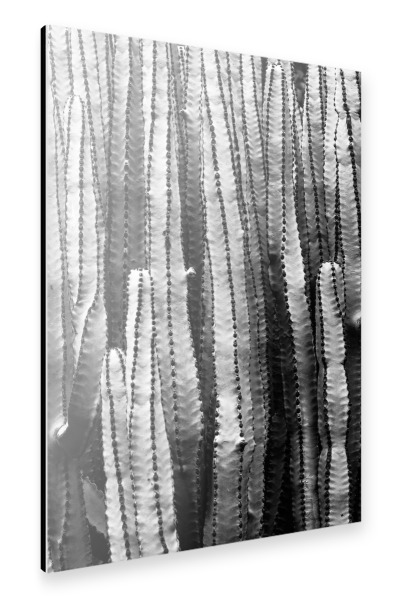 Alu-Dibond "Cacti One" 30x20 cm artboxONE