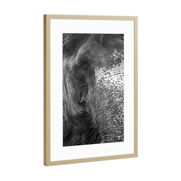 Poster mit Rahmen Gold "Elephant Love" artboxONE - Tiere