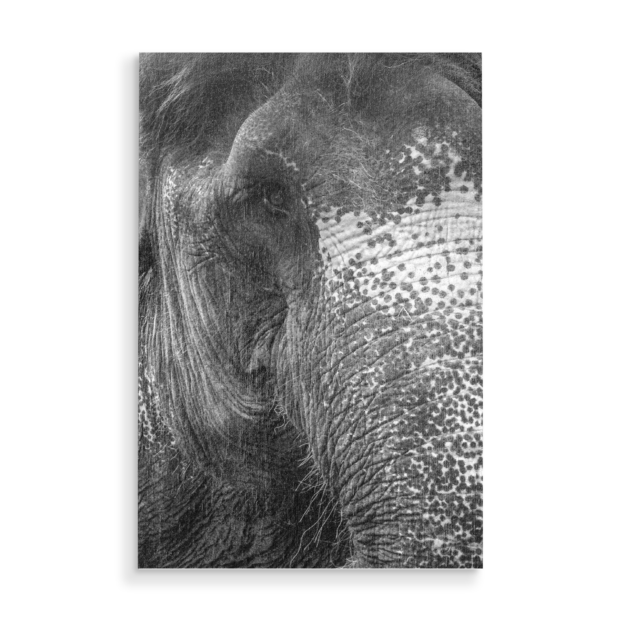 Holzbild "Elephant Love" artboxONE - Tiere