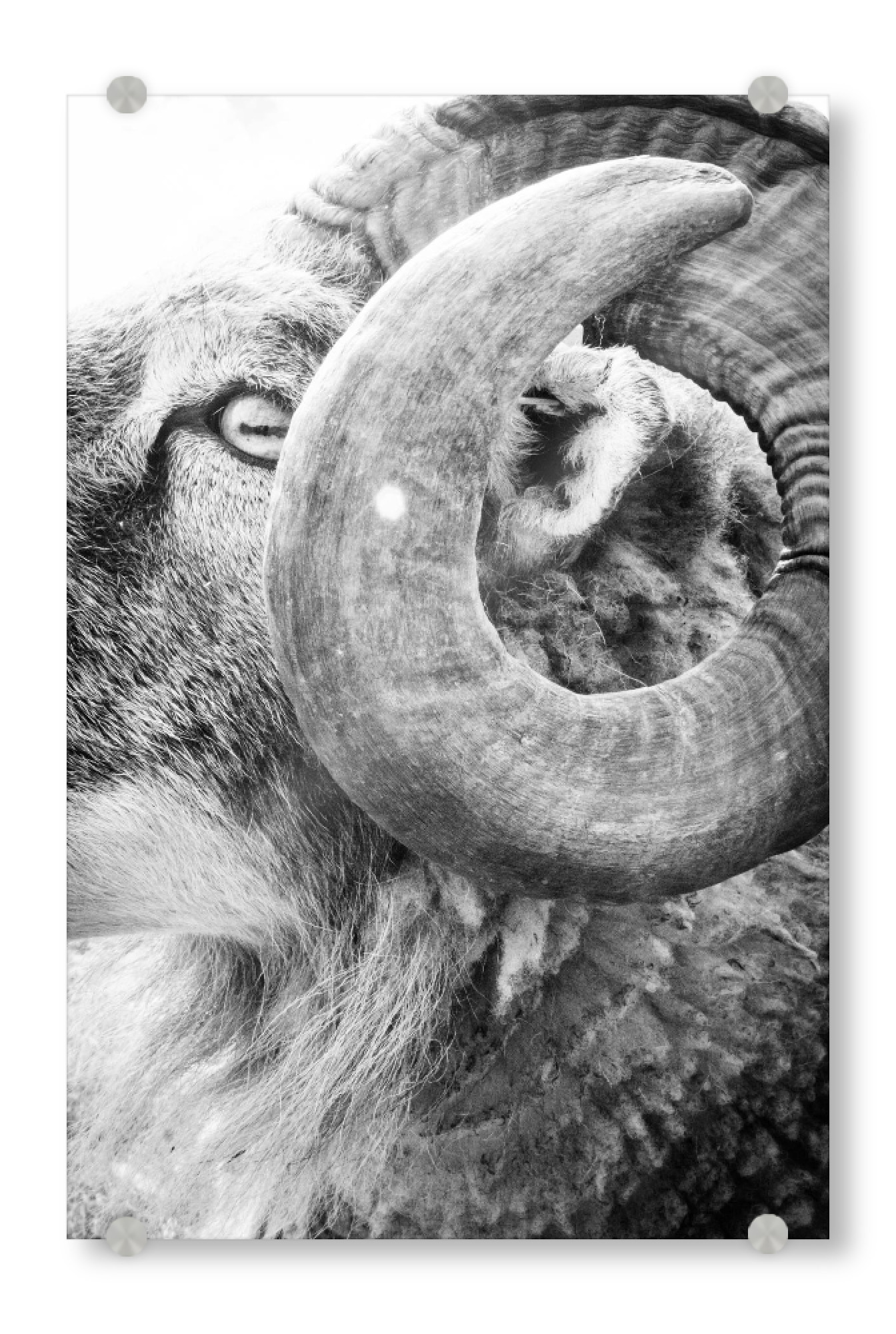 Acrylglasbild "Ram Hill" artboxONE - Tiere,Schwarzweiß - Sheep,Face,Blue,Goat,Buck,Farm,Nature,Animal,Horns,Field,Animal portrait,Ram