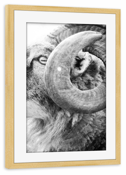 Poster mit Rahmen kiefer "Ram Hill" artboxONE - Tiere,Schwarzweiß - Sheep,Face,Blue,Goat,Buck,Farm,Nature,Animal,Horns,Field,Animal portrait,Ram