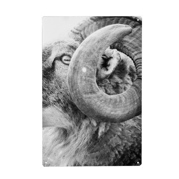 Metall Poster "Ram Hill" artboxONE - Tiere,Schwarzweiß - Sheep,Face,Blue,Goat,Buck,Farm,Nature,Animal,Horns,Field,Animal portrait,Ram - Blechschild