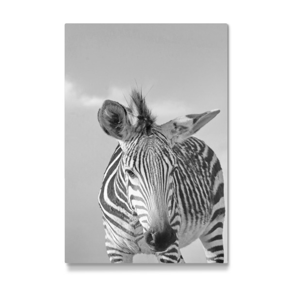 Galerie-Print "Zebra Selfie sw" 30x20 cm artboxONE