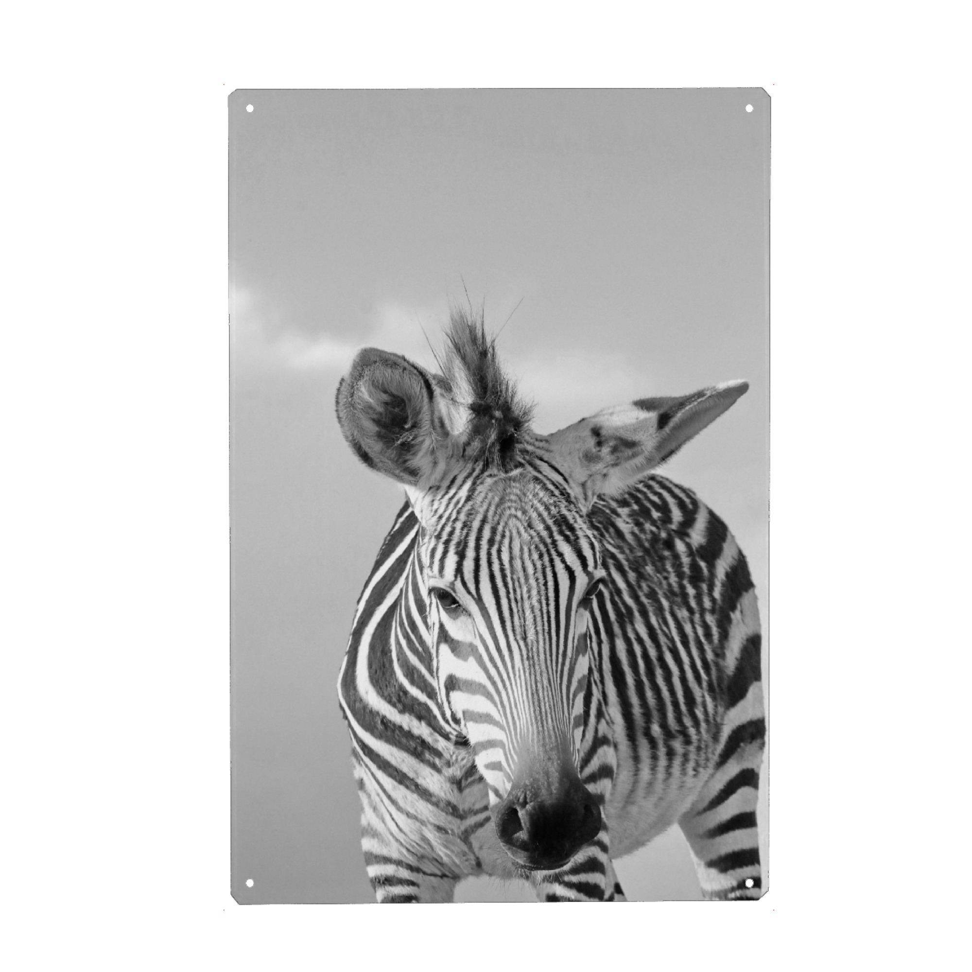Metall Poster "Zebra Selfie sw" artboxONE - Tiere,Schwarzweiß - Zebra,Streifen,Afrika - Blechschild