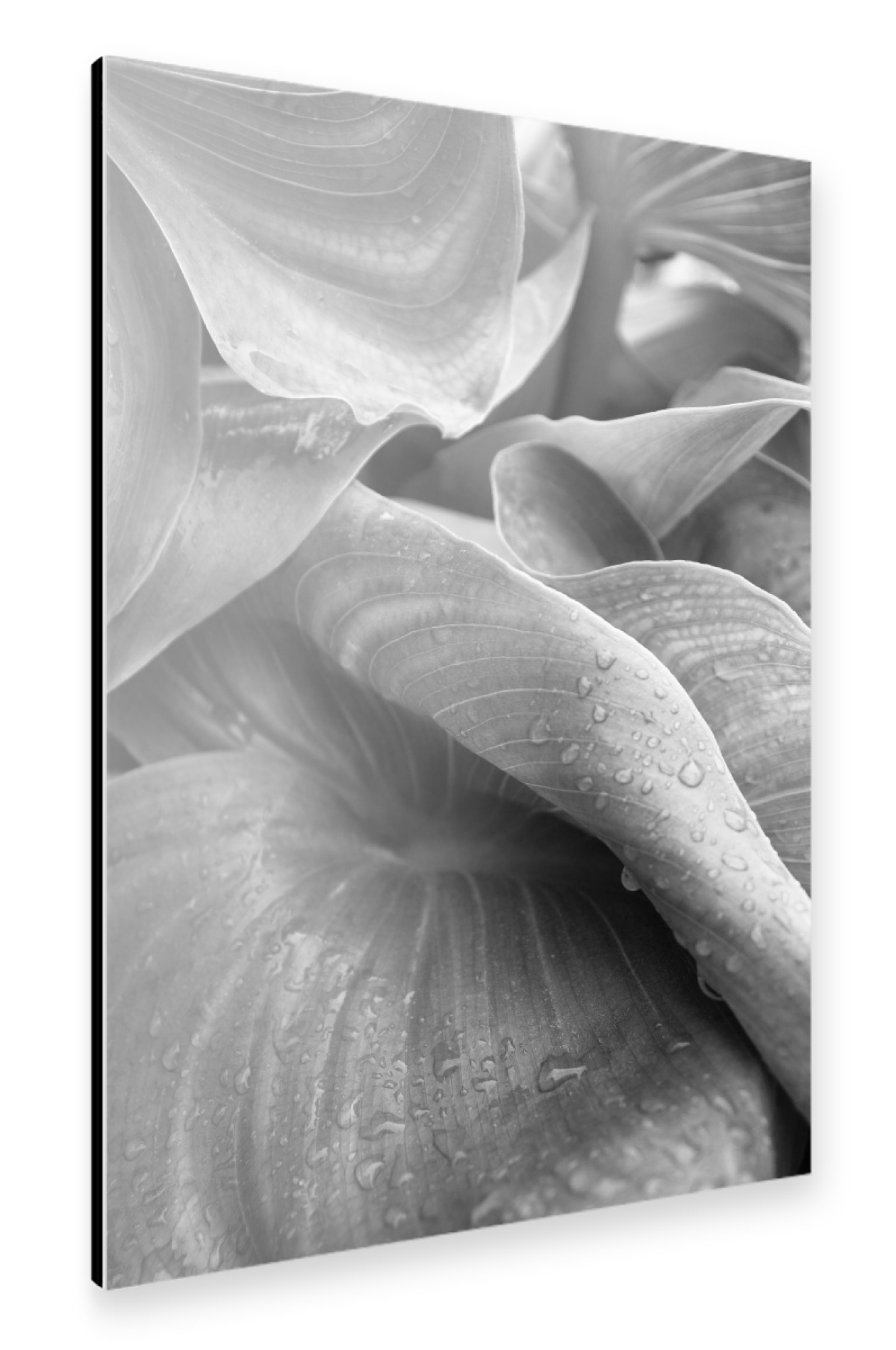 Alu-Dibond "After its rained" 75x50 cm artboxONE