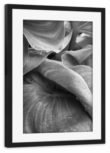 Poster mit Rahmen schwarz "After its rained" artboxONE - Natur,Schwarzweiß - Leaf,Rain,Botanical,Leaves,Water,Nature,Photo,Photograph,Plant