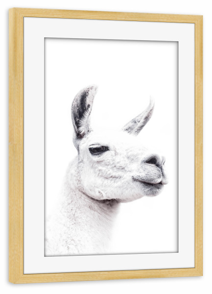Poster mit Rahmen kiefer "Llamas face" artboxONE - Tiere