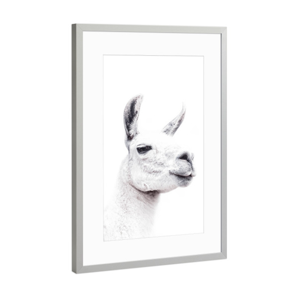 Poster mit Rahmen Silber "Llamas face" artboxONE - Tiere