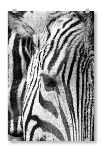 Acrylglasbild "Zebra-Streifen" artboxONE - Tiere,Schwarzweiß,Reise / Afrika - Zebrastreifen,Zebra,Afrika