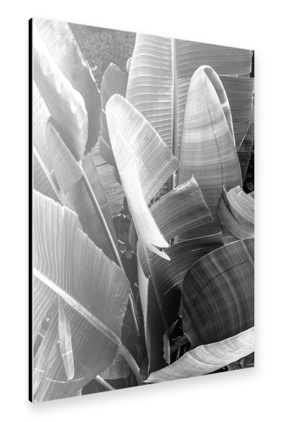 Alu-Dibond "Banana Palms" 30x20 cm artboxONE