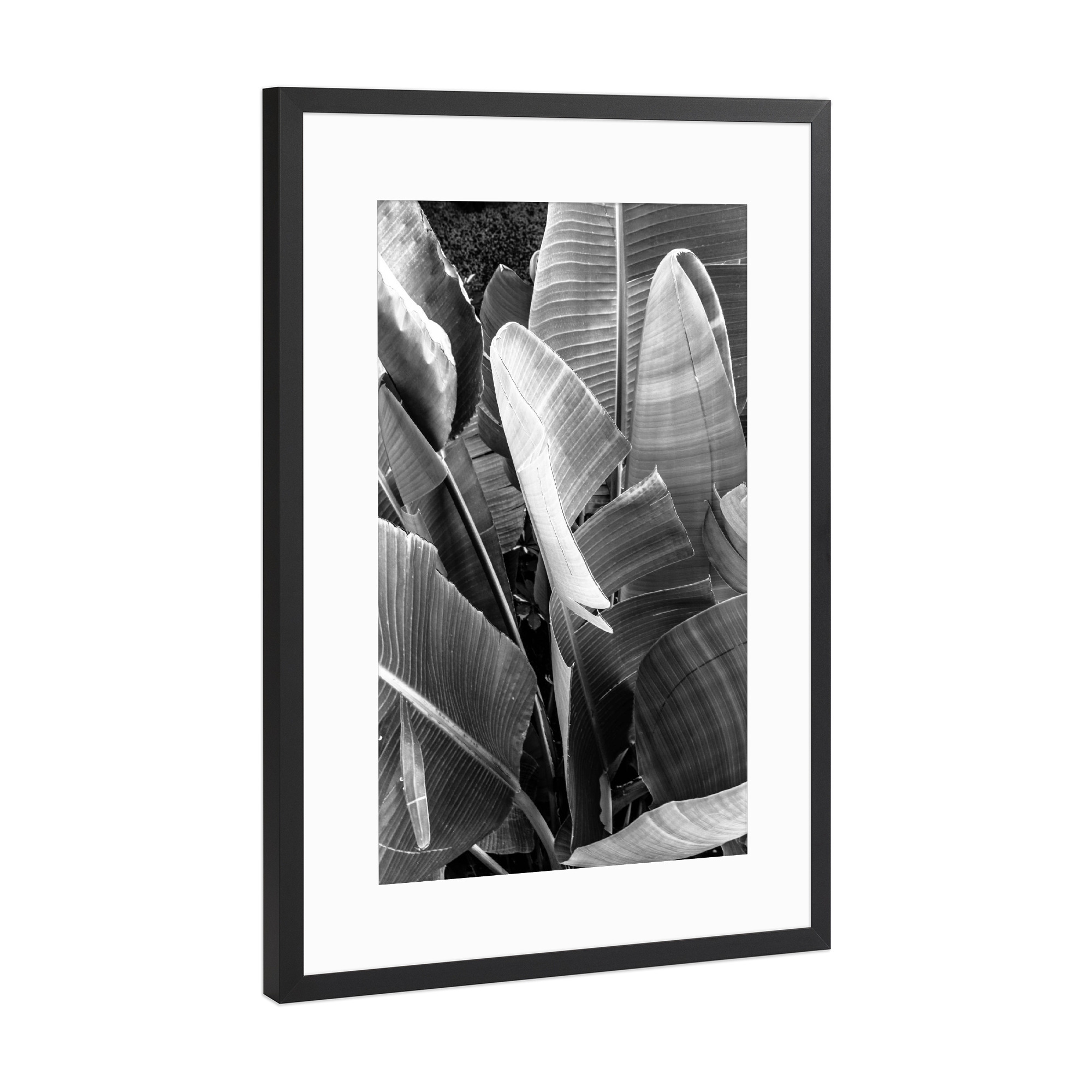 Poster mit Rahmen Schwarz (Metallic) "Banana Palms" artboxONE - Natur,Schwarzweiß