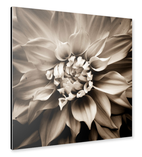 Alu-Dibond "Petal" 30x30 cm artboxONE