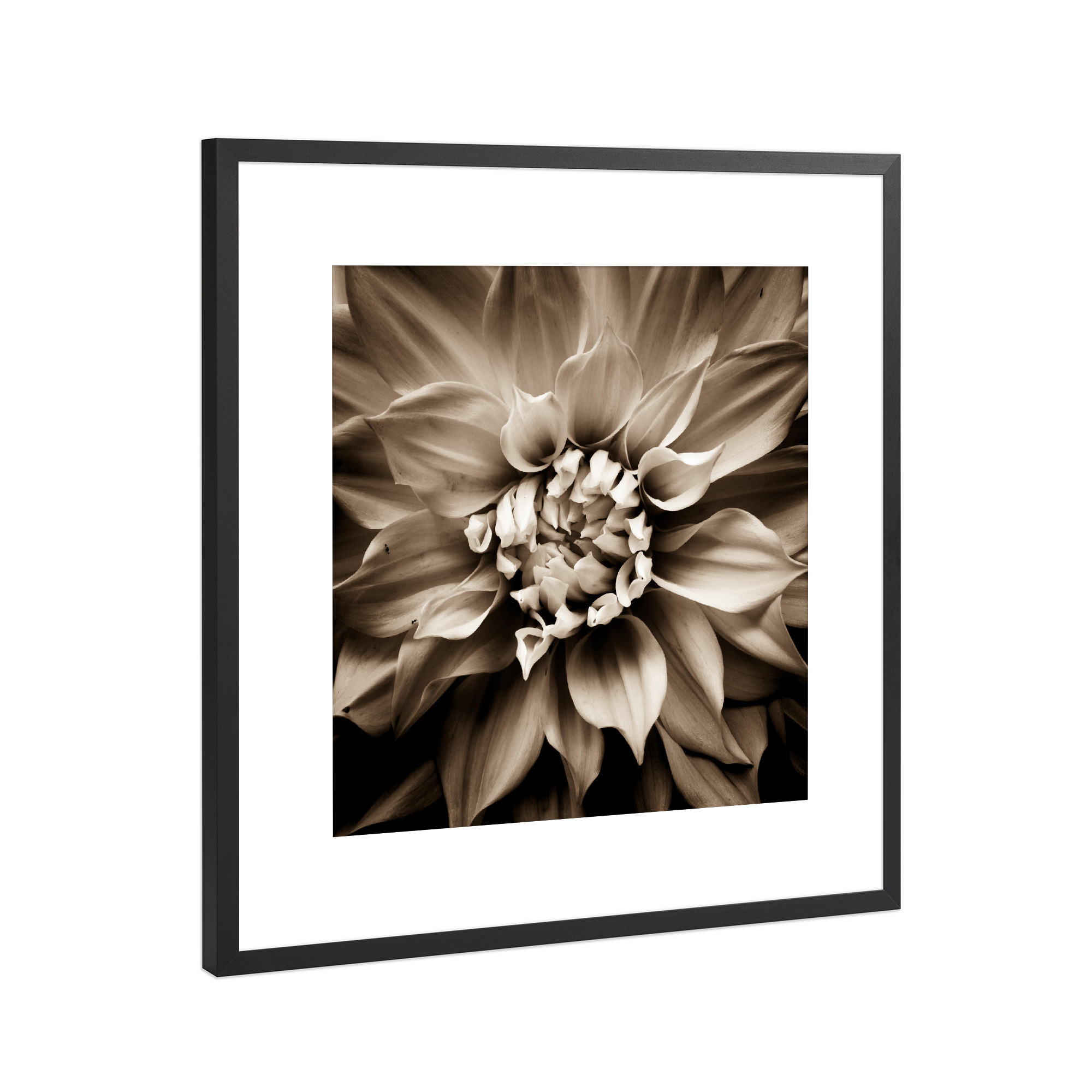 Poster mit Rahmen Schwarz (Metallic) "Petal" artboxONE - Natur,Floral