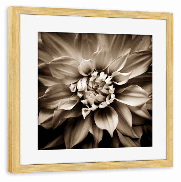 Poster mit Rahmen kiefer "Petal" artboxONE - Natur,Floral