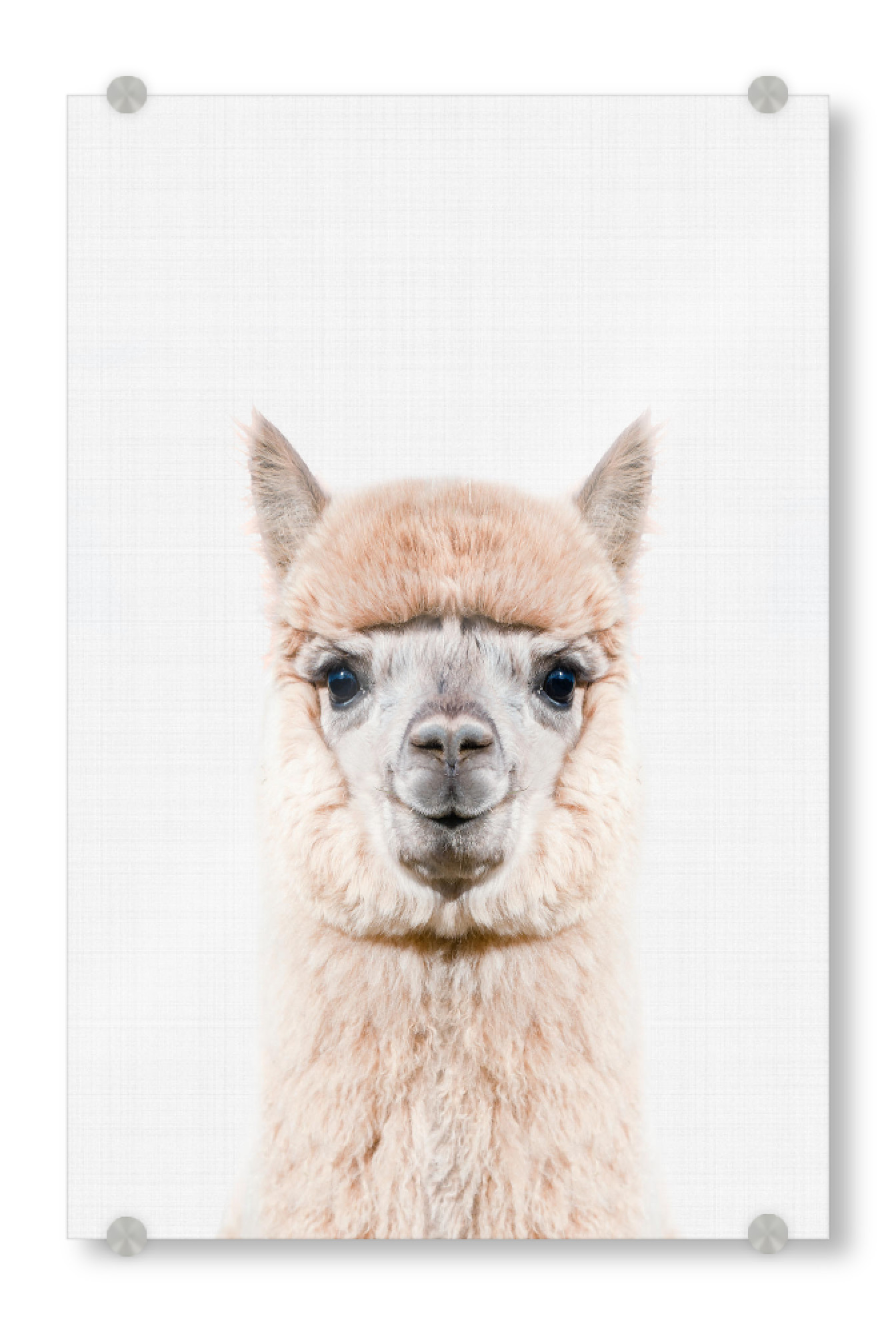Acrylglasbild "Alpaca Portrait (Color)" artboxONE - Tiere - Alpaca,Animal,Portrait