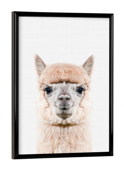Poster mit schwarzem Rahmen "Alpaca Portrait (Color)" artboxONE - Tiere - Alpaca,Animal,Portrait