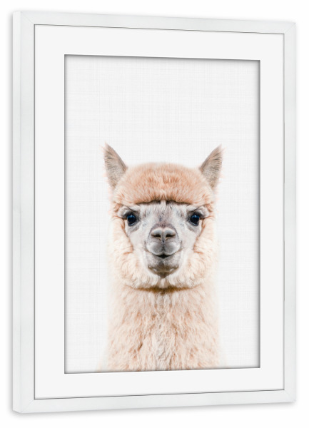 Poster mit Rahmen weiß "Alpaca Portrait (Color)" artboxONE - Tiere - Alpaca,Animal,Portrait