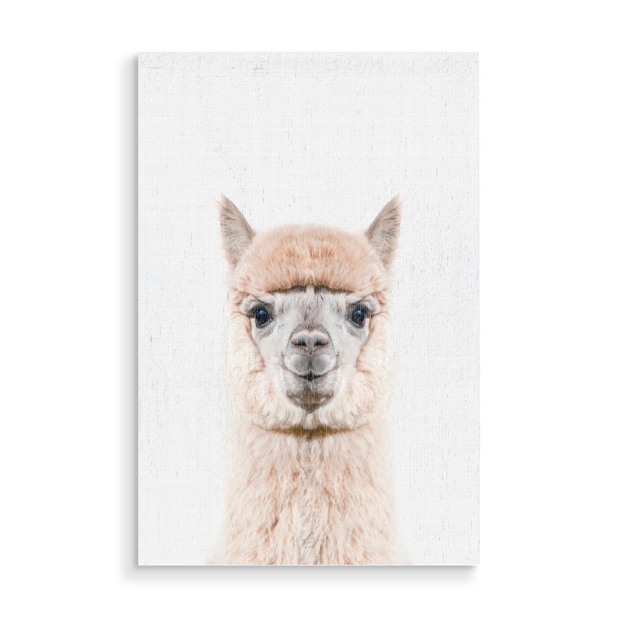 Holzbild "Alpaca Portrait (Color)" artboxONE - Tiere - Alpaca,Animal,Portrait