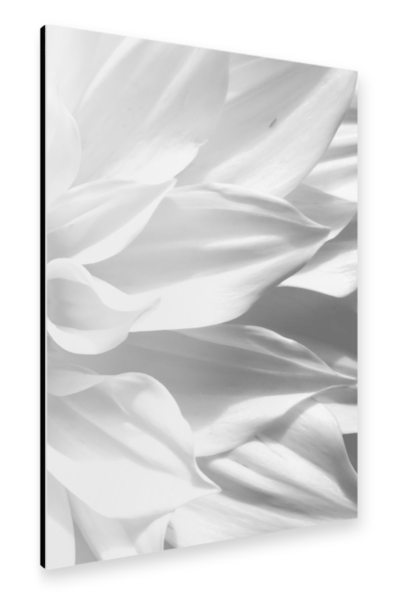 Alu-Dibond "White Petals" 75x50 cm artboxONE