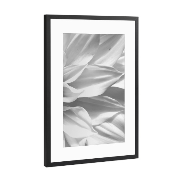 Poster mit Rahmen Schwarz (Metallic) "White Petals" artboxONE - Floral