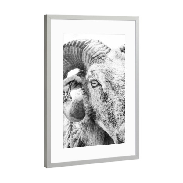 Poster mit Rahmen Silber "R.A.M. "Two" artboxONE - Tiere,Schwarzweiß - Sheep,Animal,Portrait