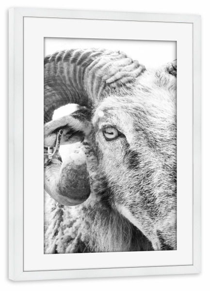 Poster mit Rahmen weiß "R.A.M. "Two" artboxONE - Tiere,Schwarzweiß - Sheep,Animal,Portrait