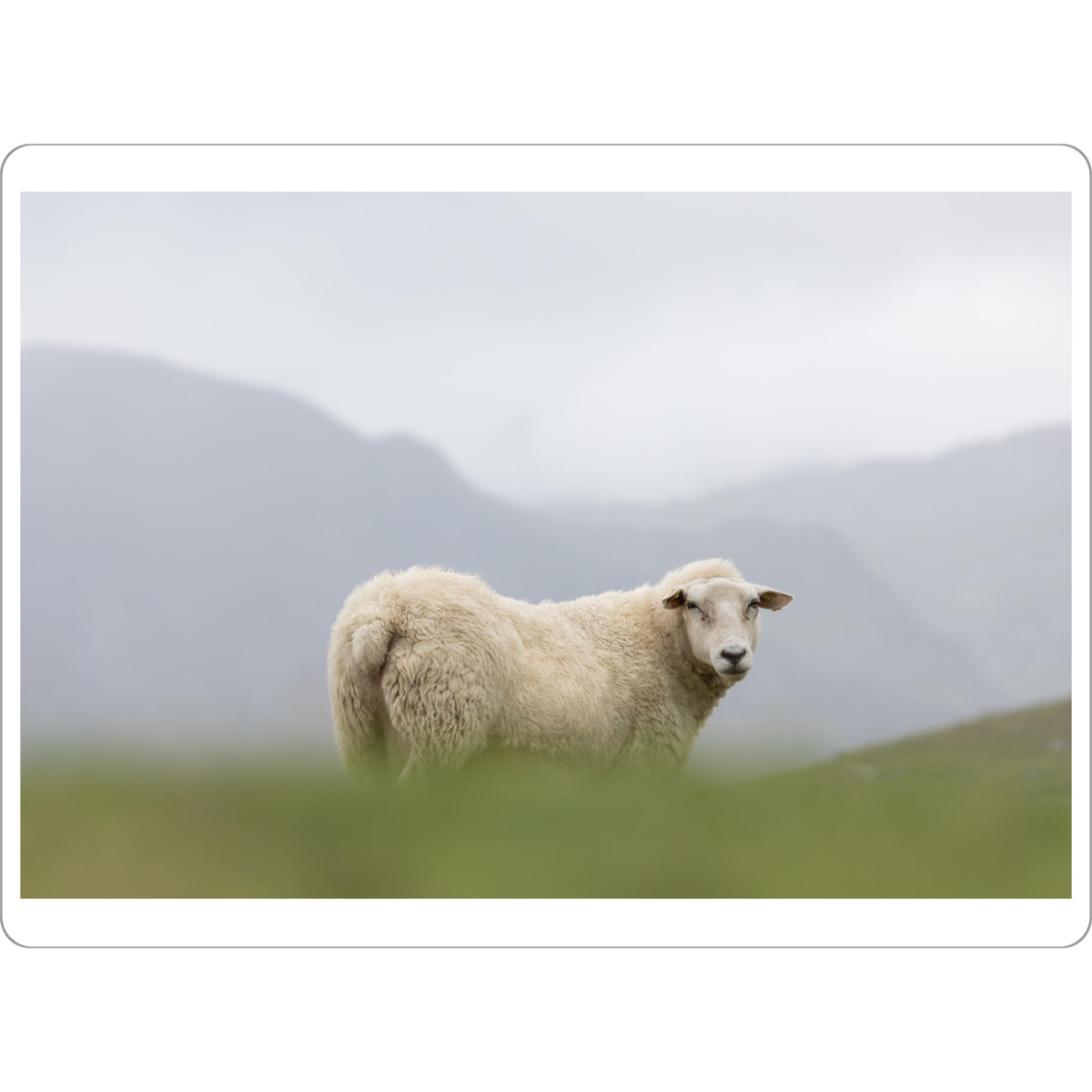 Tischset "Rasenmäher" artboxONE - Tiere - Norwegen,Schaf - Bild norwegen