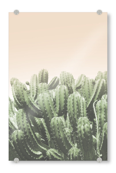 Acrylglasbild "Cactus Art Photography" artboxONE - Floral - Kaktus