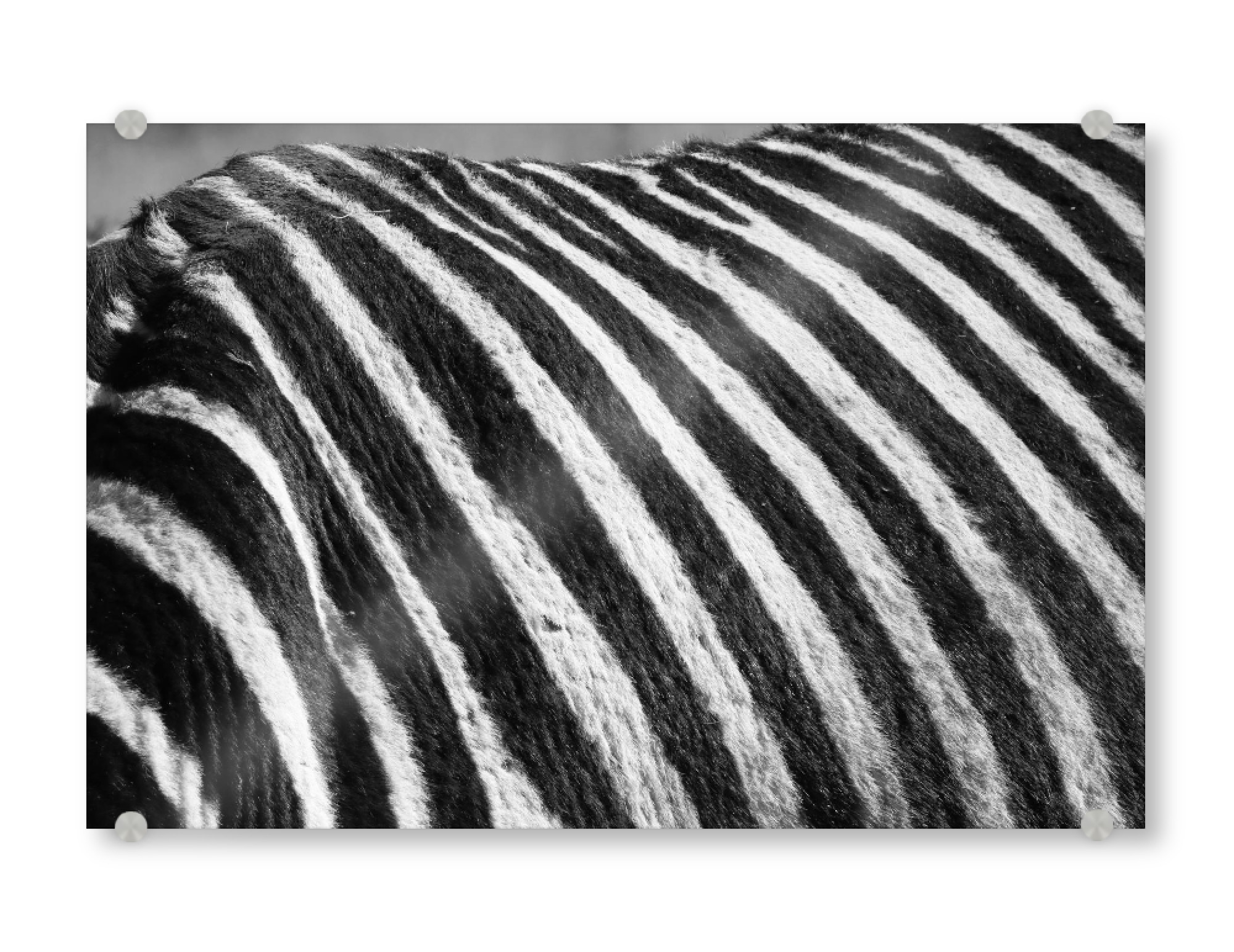 Acrylglasbild "Zebra Fell" artboxONE - Tiere,Schwarzweiß,Reise / Afrika - Zebra,Fell,Streifen,Afrika