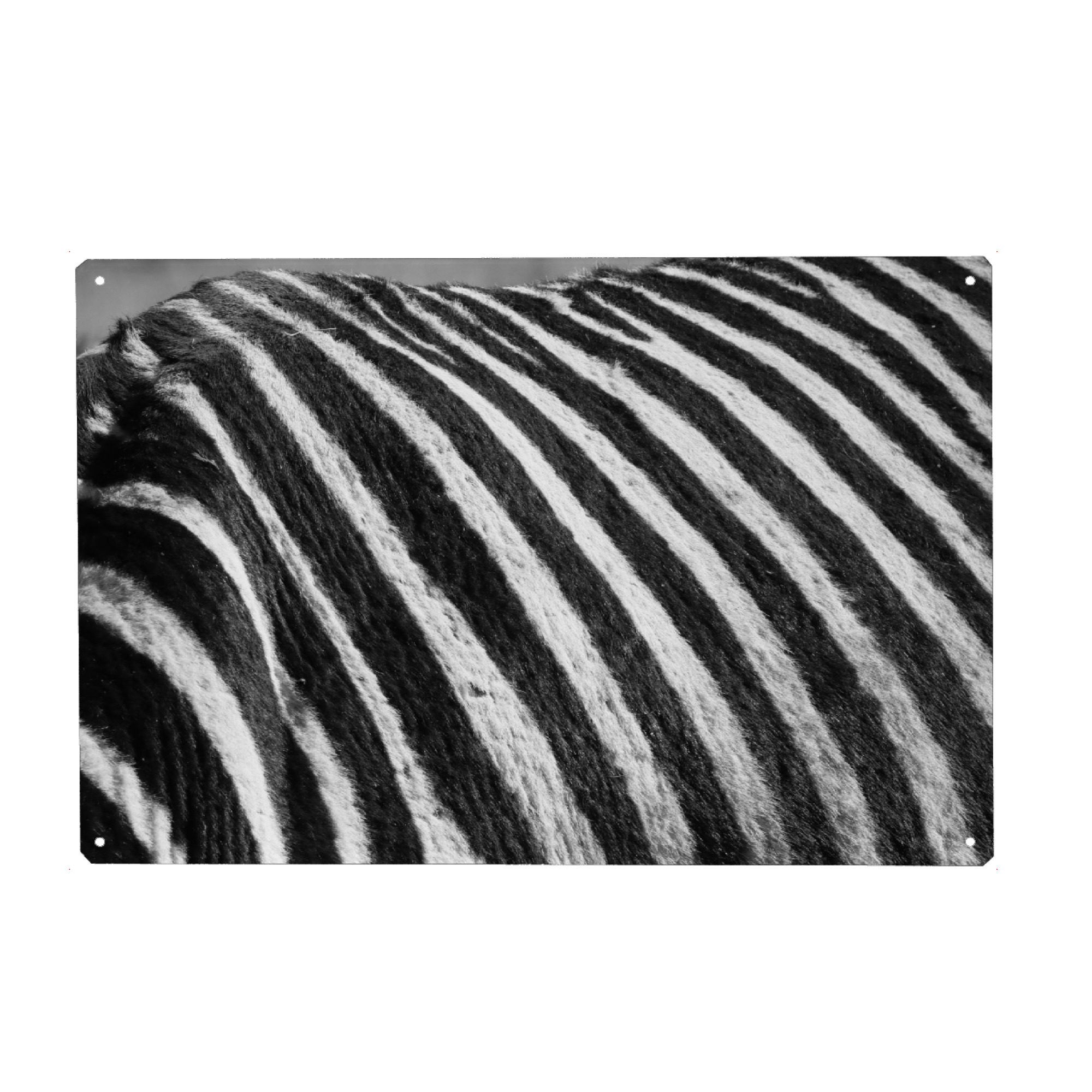 Metall Poster "Zebra Fell" artboxONE - Tiere,Schwarzweiß,Reise / Afrika - Zebra,Fell,Streifen,Afrika - Blechschild