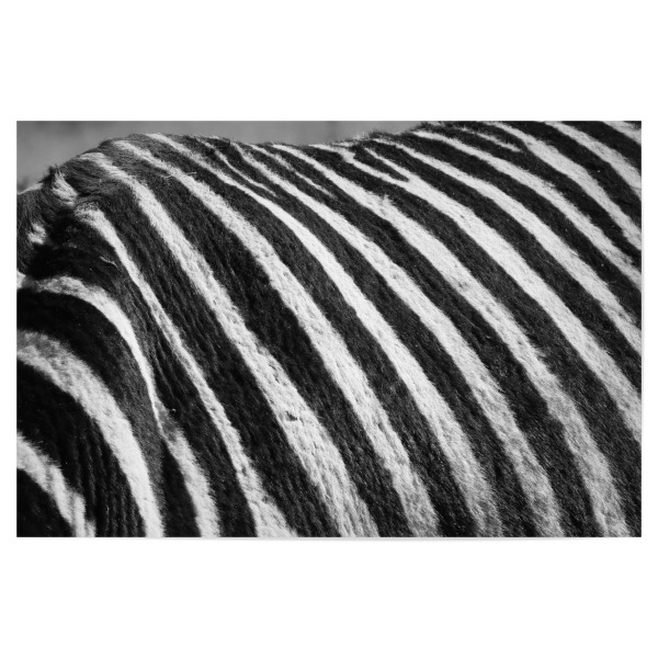 Poster 30x20 cm "Zebra Fell" artboxONE - Tiere,Schwarzweiß,Reise / Afrika - Zebra,Fell,Streifen,Afrika