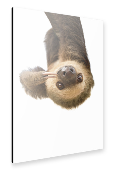 Alu-Dibond "Little Cute Sloth" 30x20 cm artboxONE