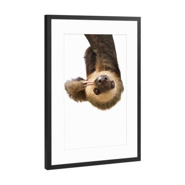 Poster mit Rahmen Schwarz (Metallic) "Little Cute Sloth" artboxONE - Tiere - Animal,Sloth
