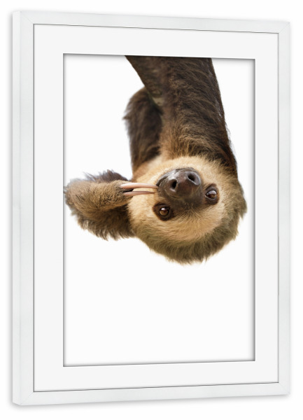 Poster mit Rahmen weiß "Little Cute Sloth" artboxONE - Tiere - Animal,Sloth